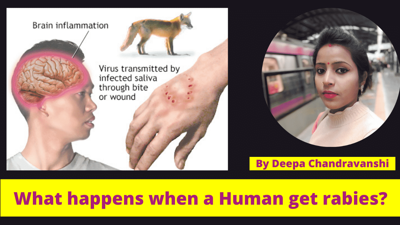 # What happens when a Human gets rabies?